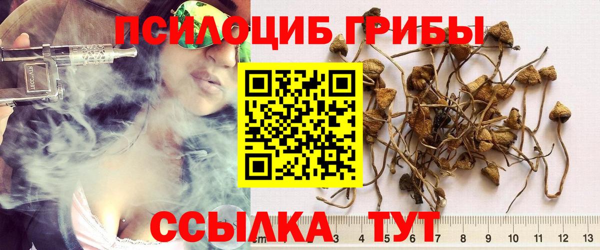 Галлюциногенные грибы Psilocybe Киров